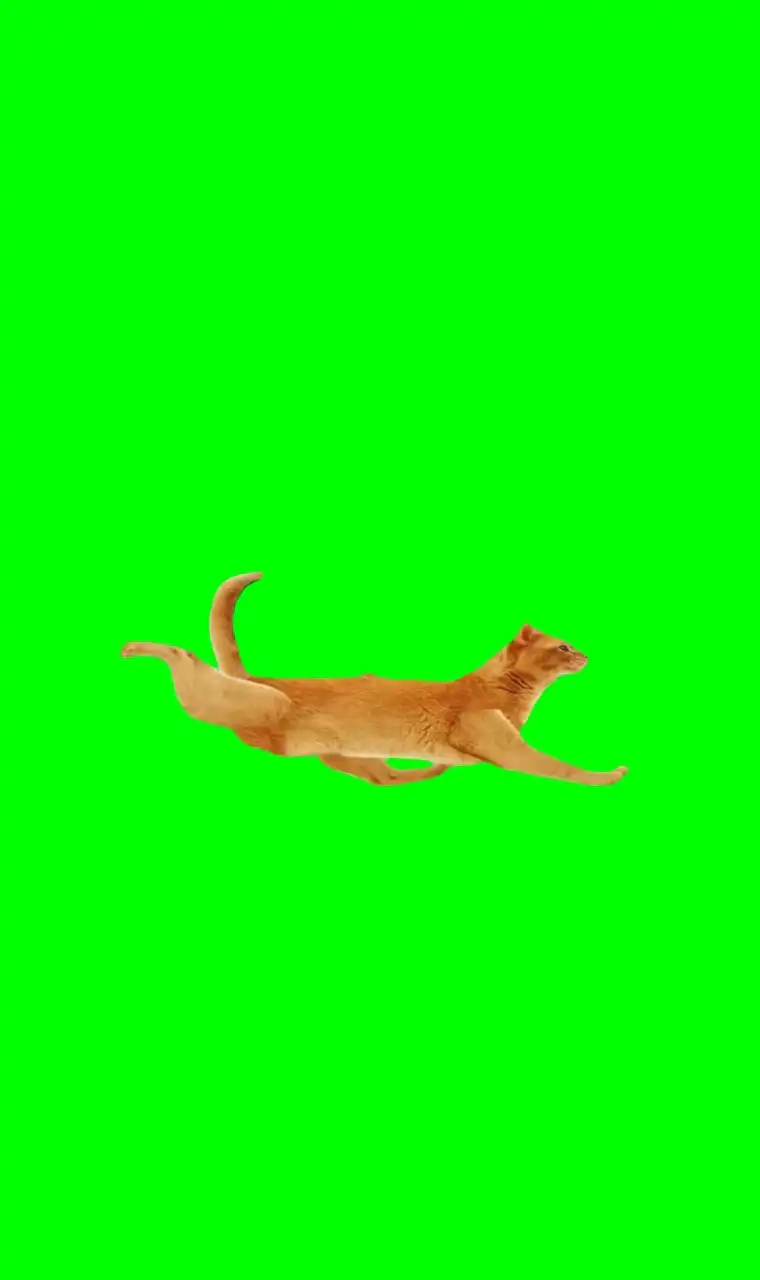 Walking Cat Meme green screen