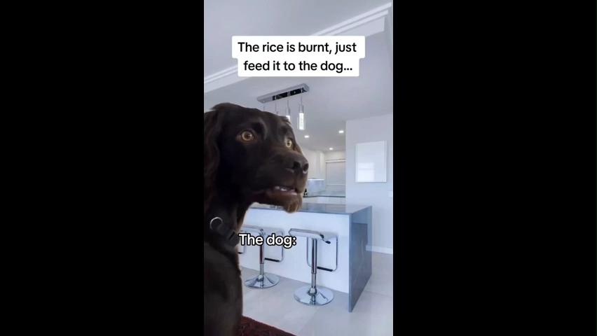 When Your Dog Overhears Your Conversation Meme