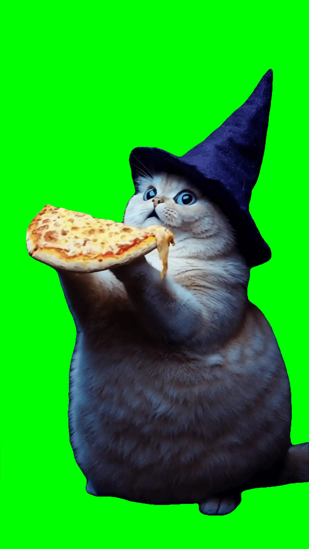 Wizard cat eating pizza green screen