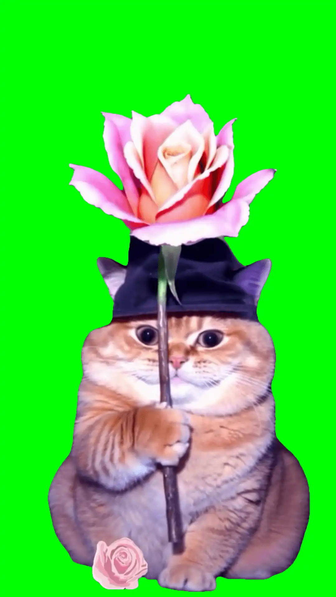 Wizard Cat with a Rose green screen