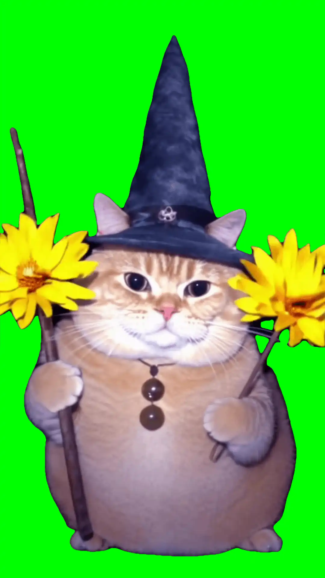 Wizard cat with sunflowers green screen