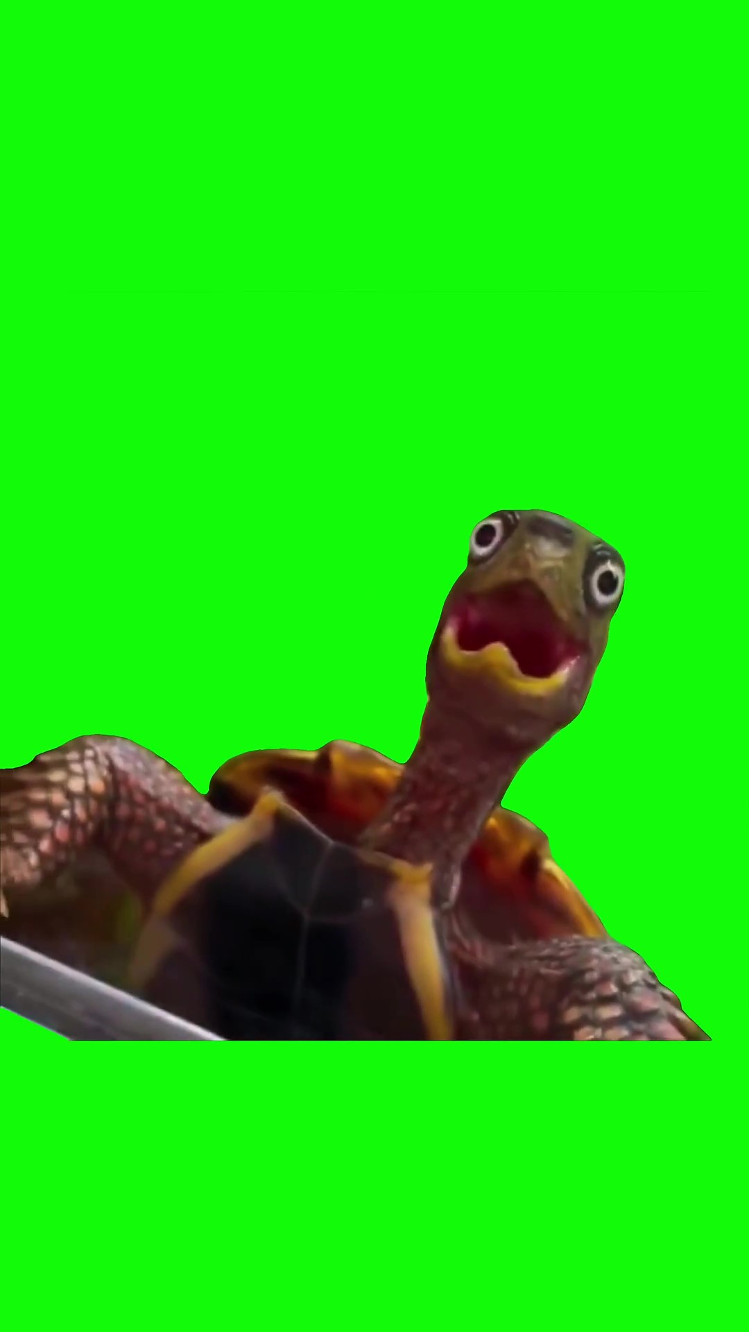 Woah turtle green screen meme