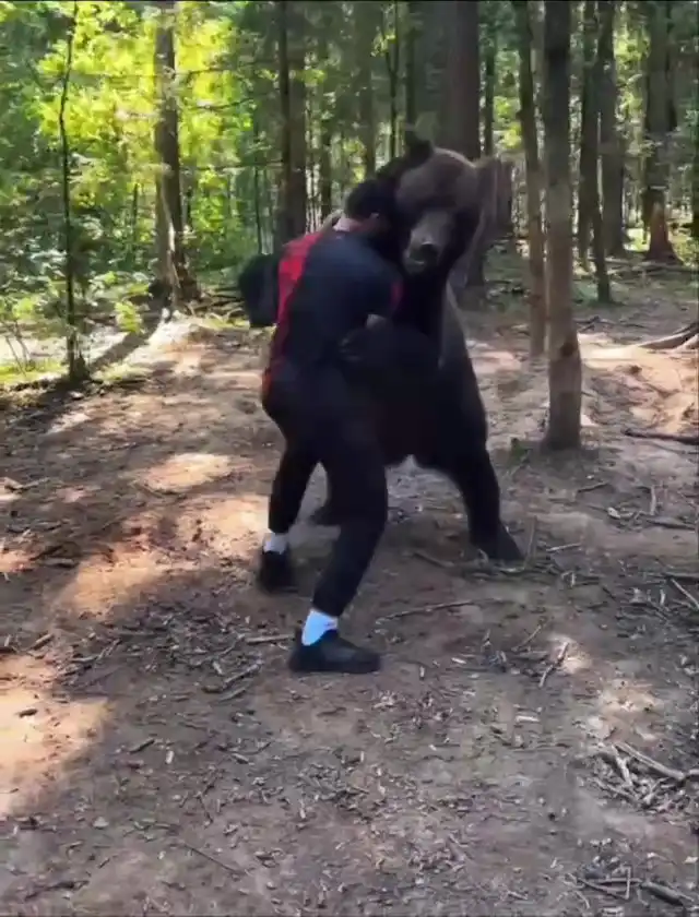 Wrestling a russian bear meme