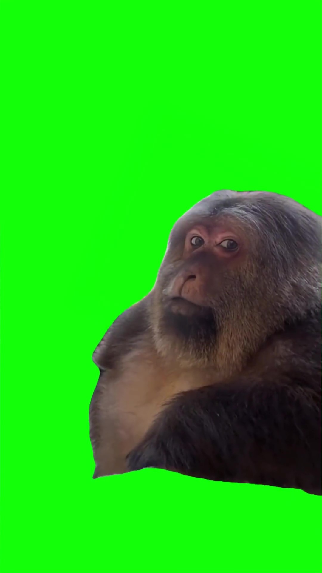 Xing xing side eye Green Screen Meme