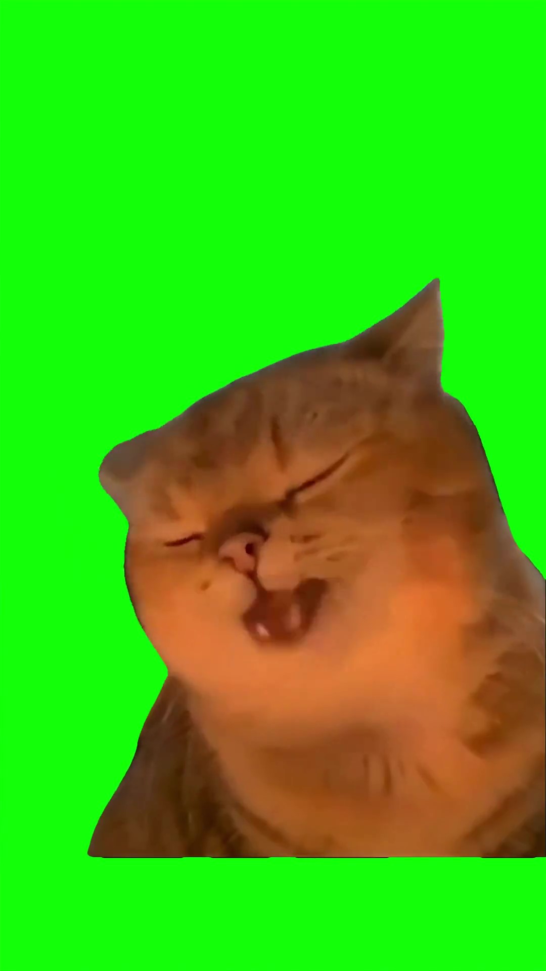 Yapapa Cat Meme Green Screen